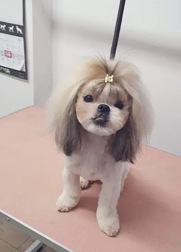 Grooming Salon Spa dla Psa